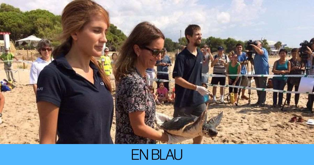 Devuelven Al Mar Las Tortugas Nacidas En La Playa De Tarragona En El