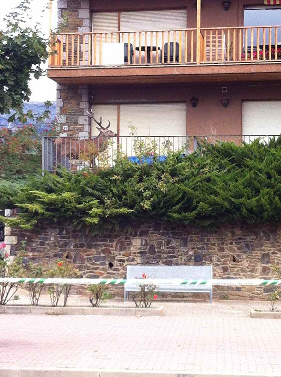 Un Ciervo Se Esconde De Los Cazadores En La Terraza De Unos