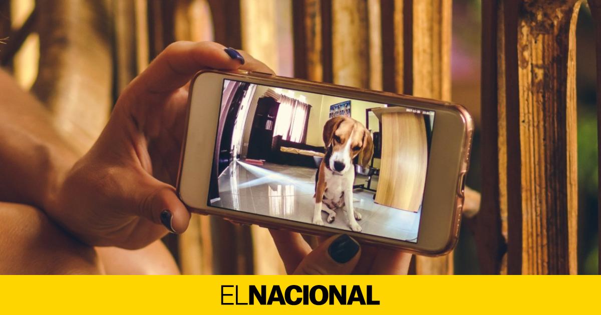 Aplicaciones Imprescindibles Para Los Due Os De Perros