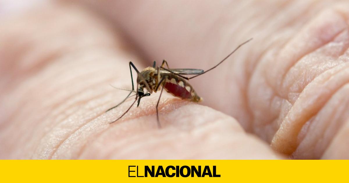 Por Qu Los Mosquitos Pican A Unas Personas Y Otras No Esto Es Lo Que