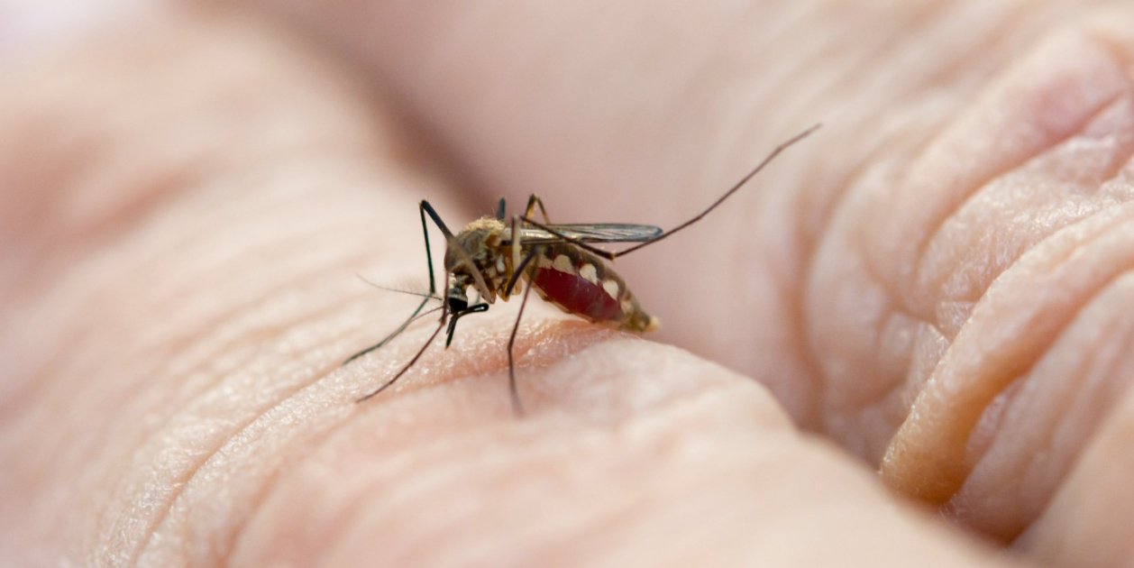 Por Qu Los Mosquitos Pican A Unas Personas Y Otras No Esto Es Lo Que