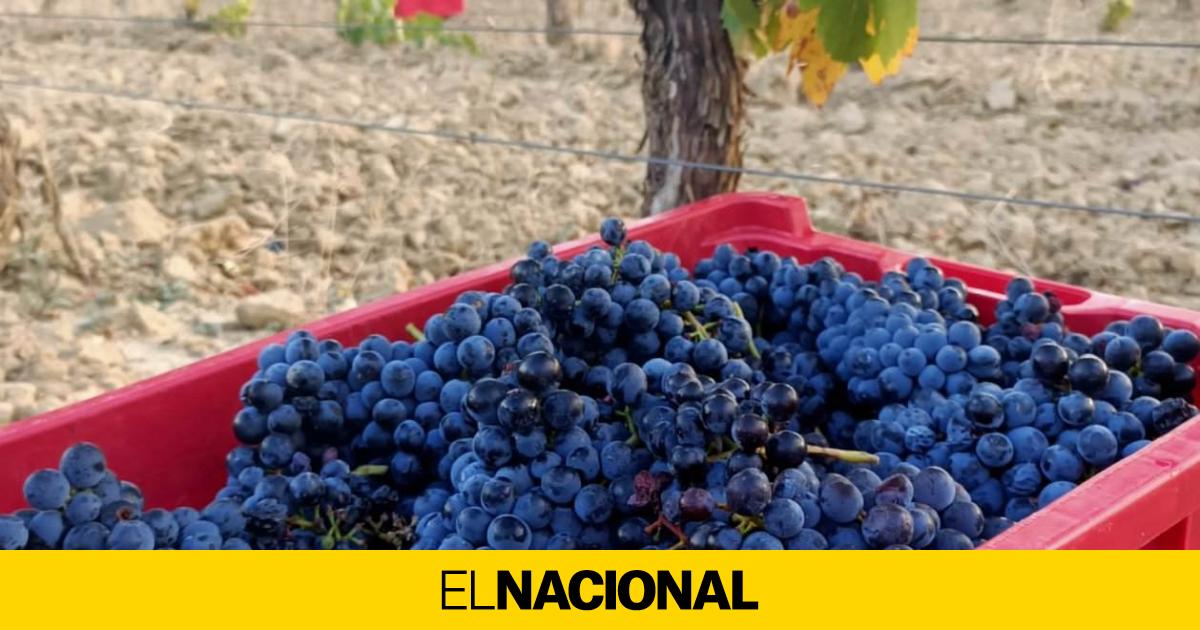 El Zumo De Esta Fruta Te Aporta Todo Esto Que Seguramente No Sabes