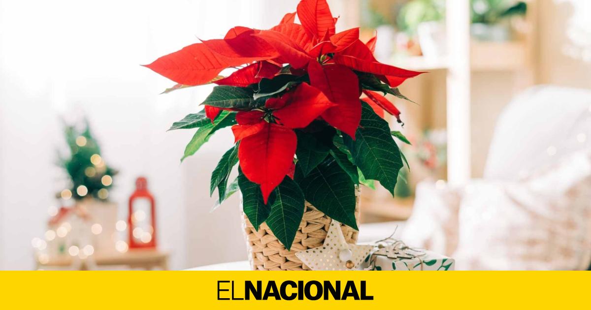 C Mo Cuidar Tu Flor De Pascua Para Que Te Dure Todas Las Fiestas E