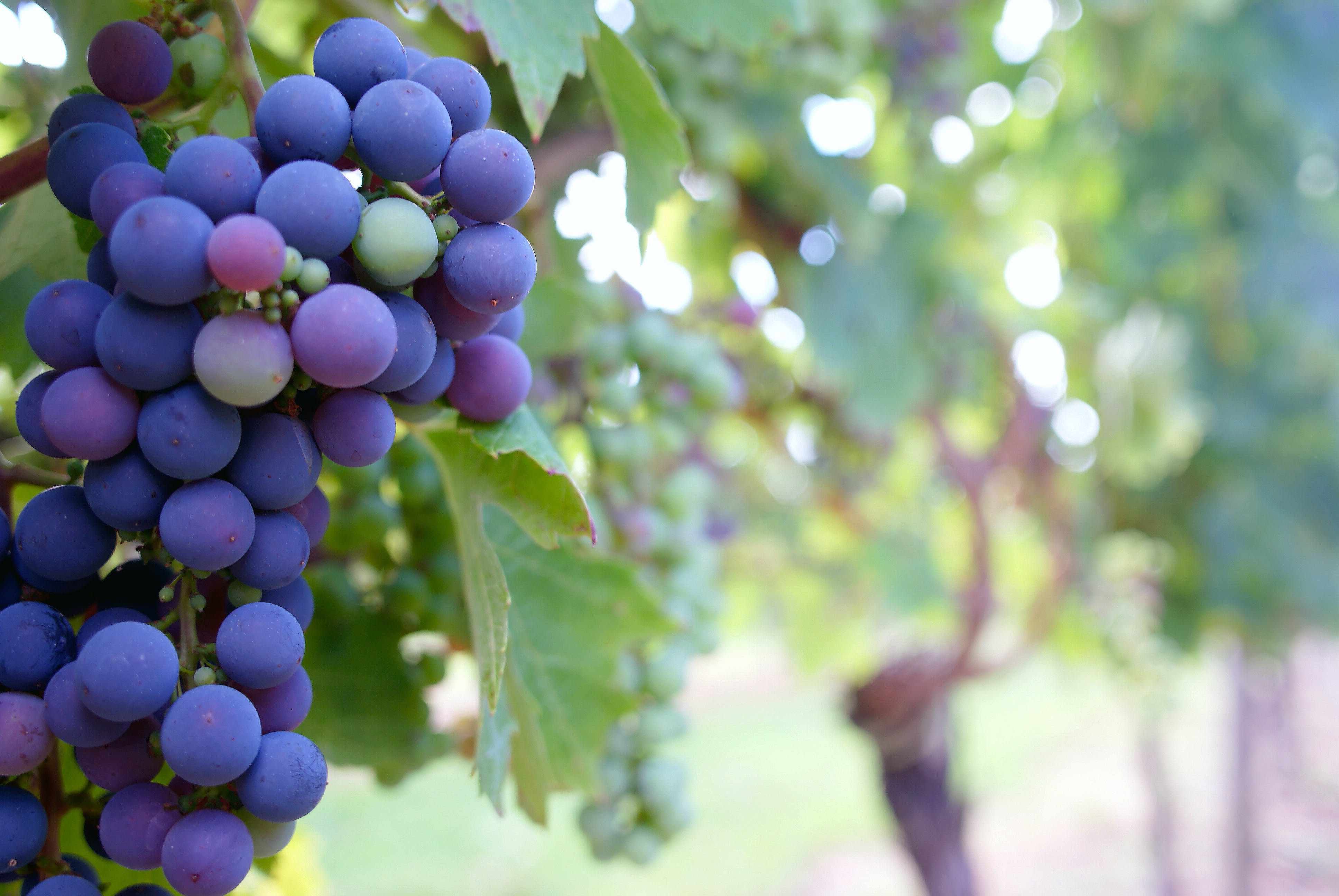 Comerse Las Uvas Debajo De La Mesa