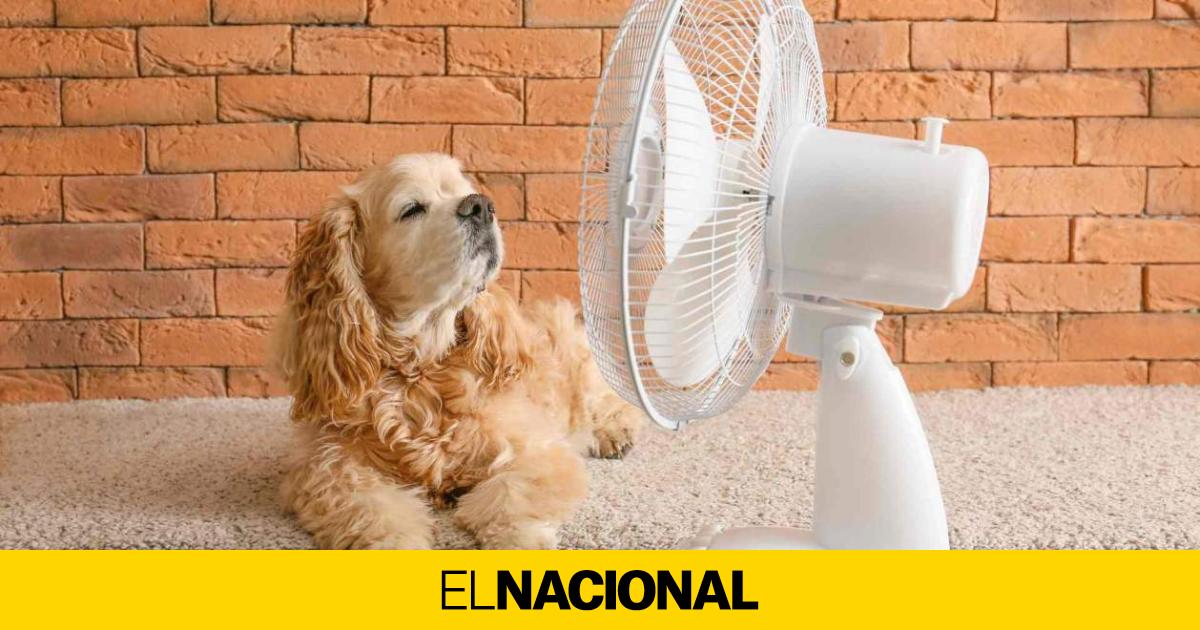 Cuánto gasta un ventilador Trucos y consejos para ahorrar en tu factura