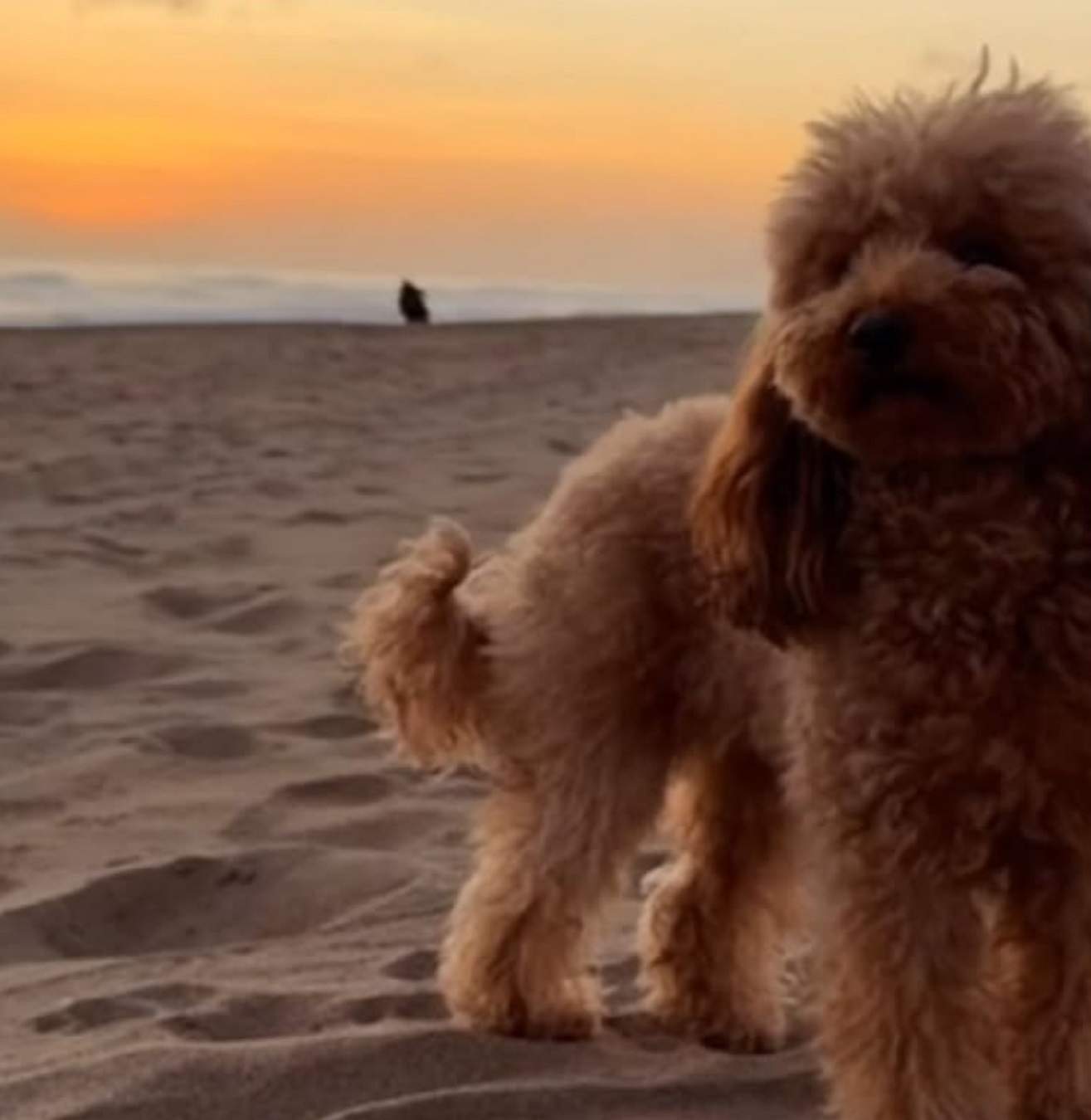 Nala, la perrita que ha hecho llorar a un jugador del Barça: desaparecida en Castelledefels, qué ha pasado