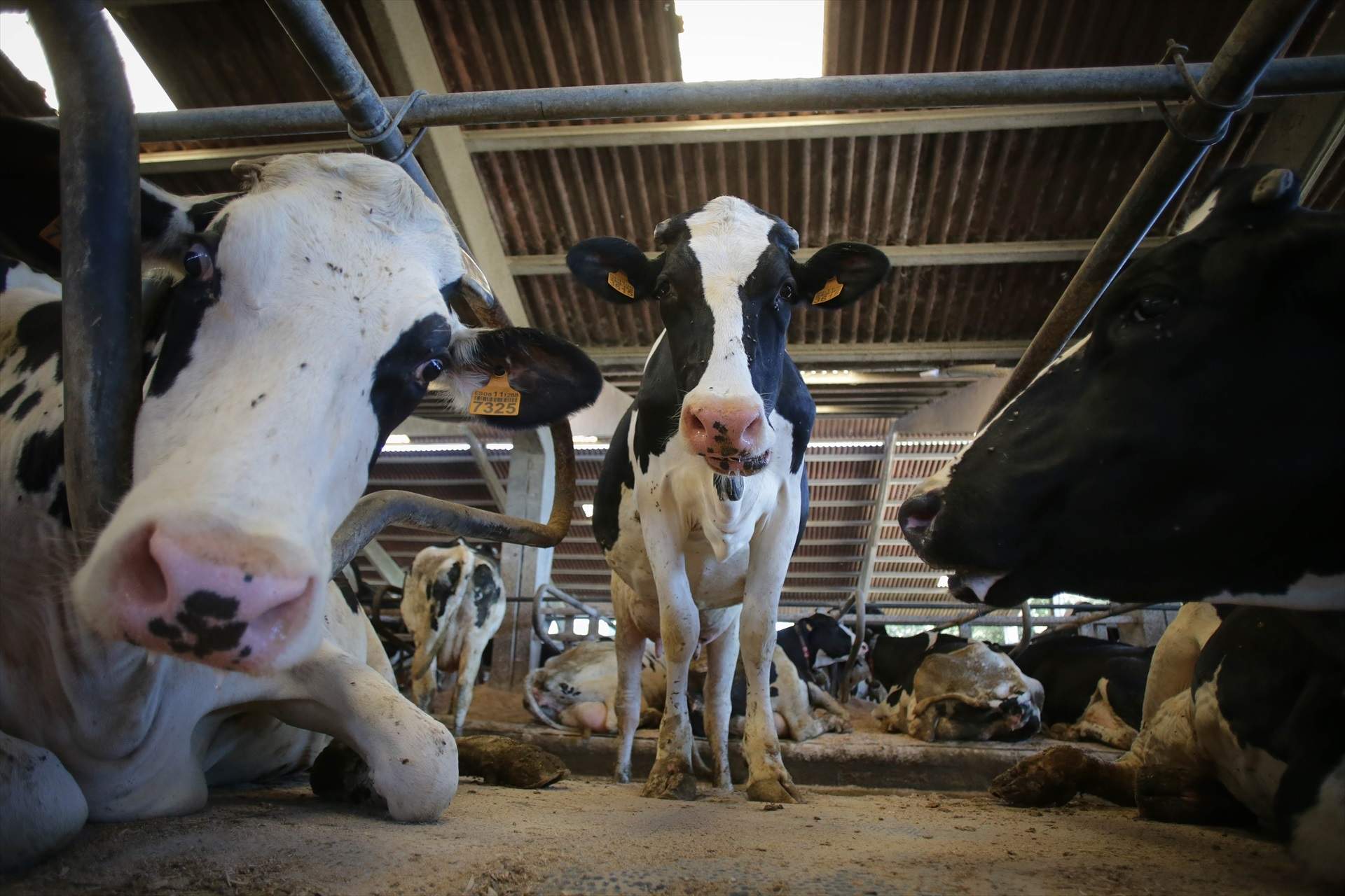 Las industrias cárnica y láctea presionan a Europa para no reducir su huella ambiental