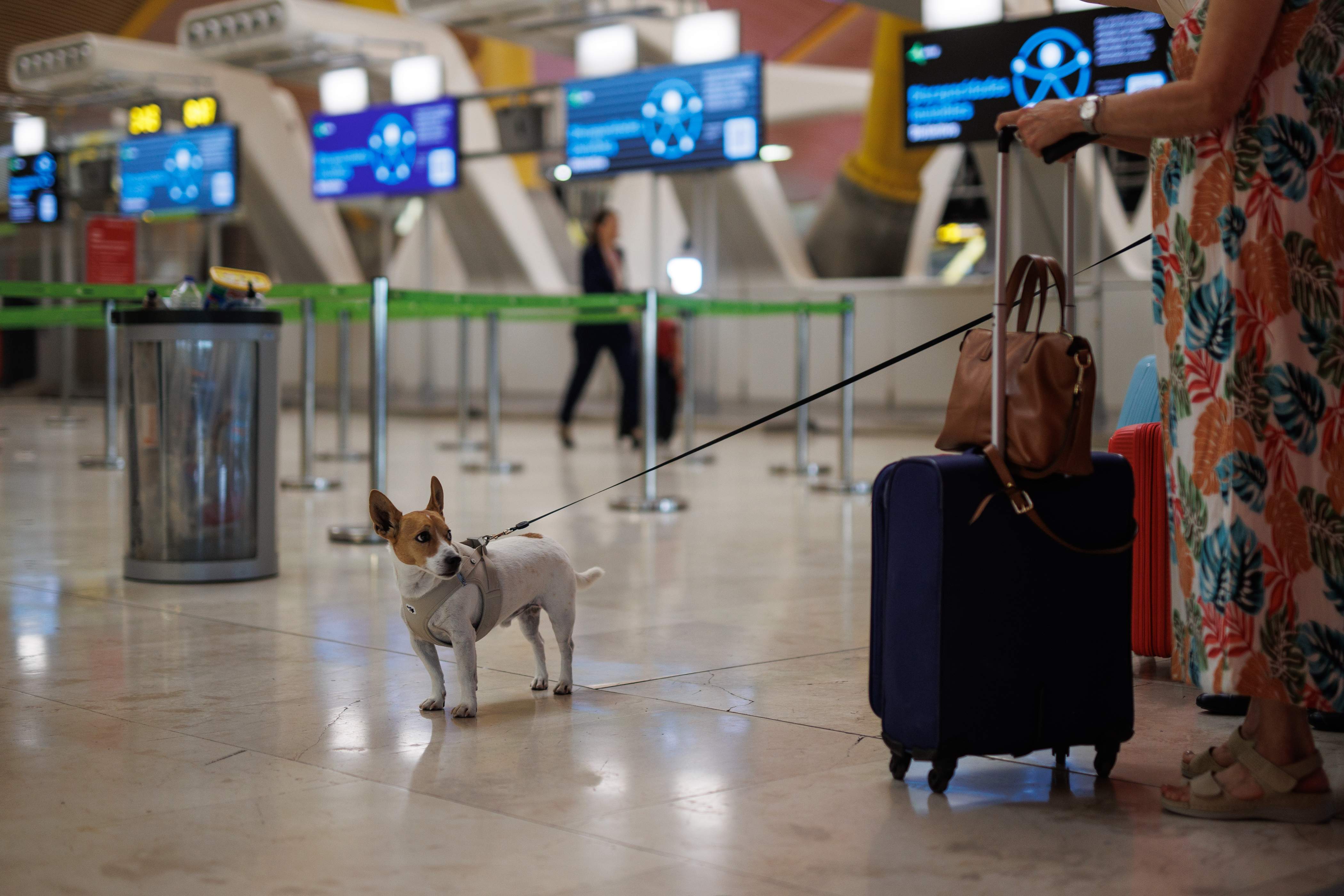 Aena se hace ‘pet friendly’ y construye más espacios para mascotas en los aeropuertos