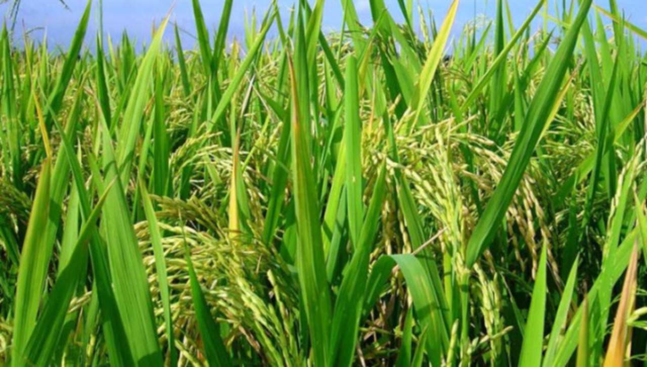 Rusia extiende la prohibición de exportar arroz hasta finales de 2024