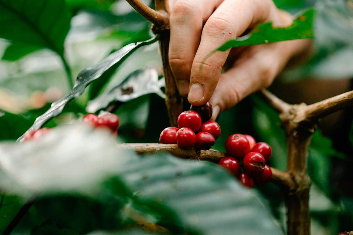 El café, el otro oro negro, en su nivel su más alto en trece años: 209,49 céntimos de euro por libra