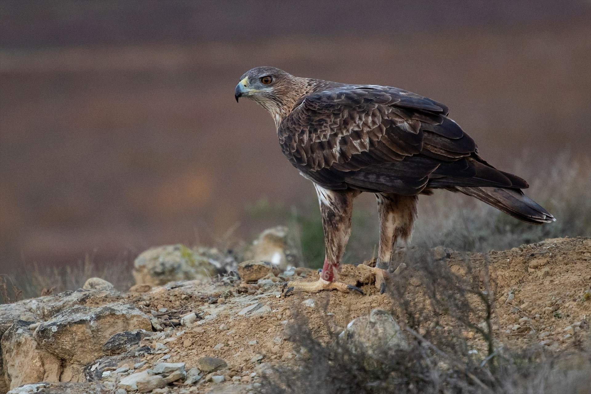 El Govern tumba tres parques eólicos más a Forestalia para proteger a dos parejas de águilas