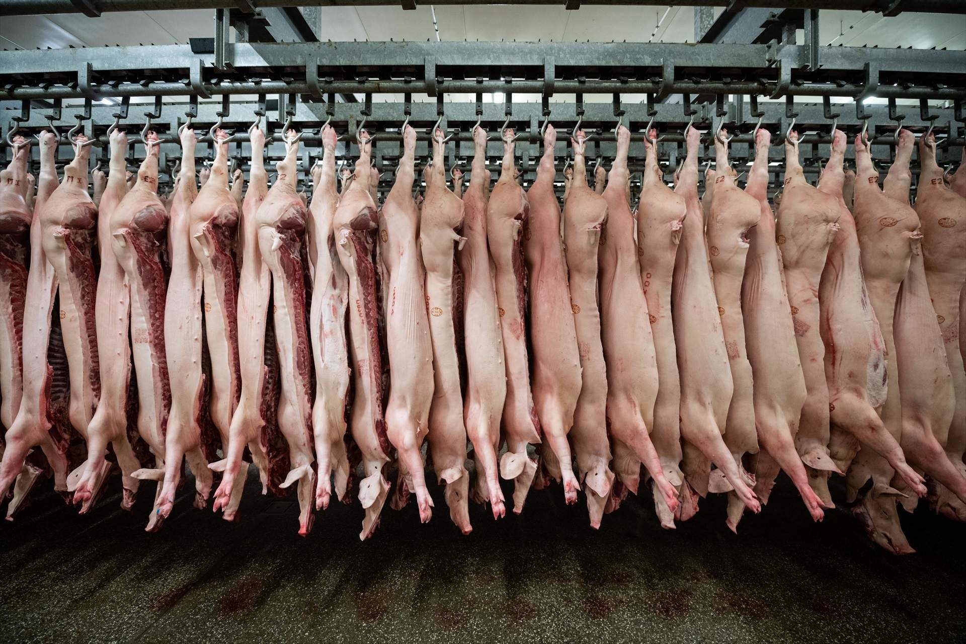 La Xina investiga l'espanyola Litera Meat i apunta al porcí ibèric
