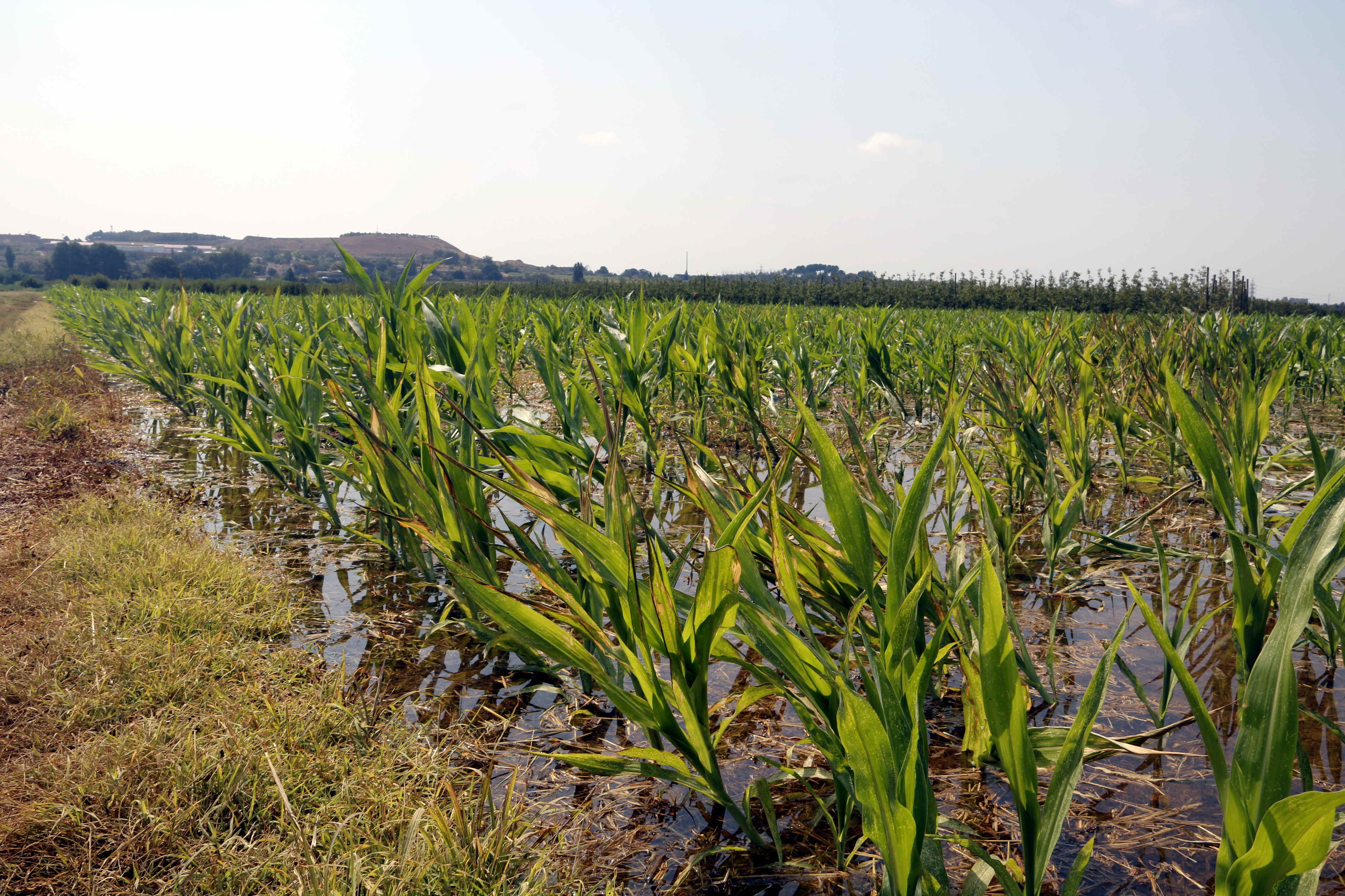 Plantación de maiz en el Poniente. ACN