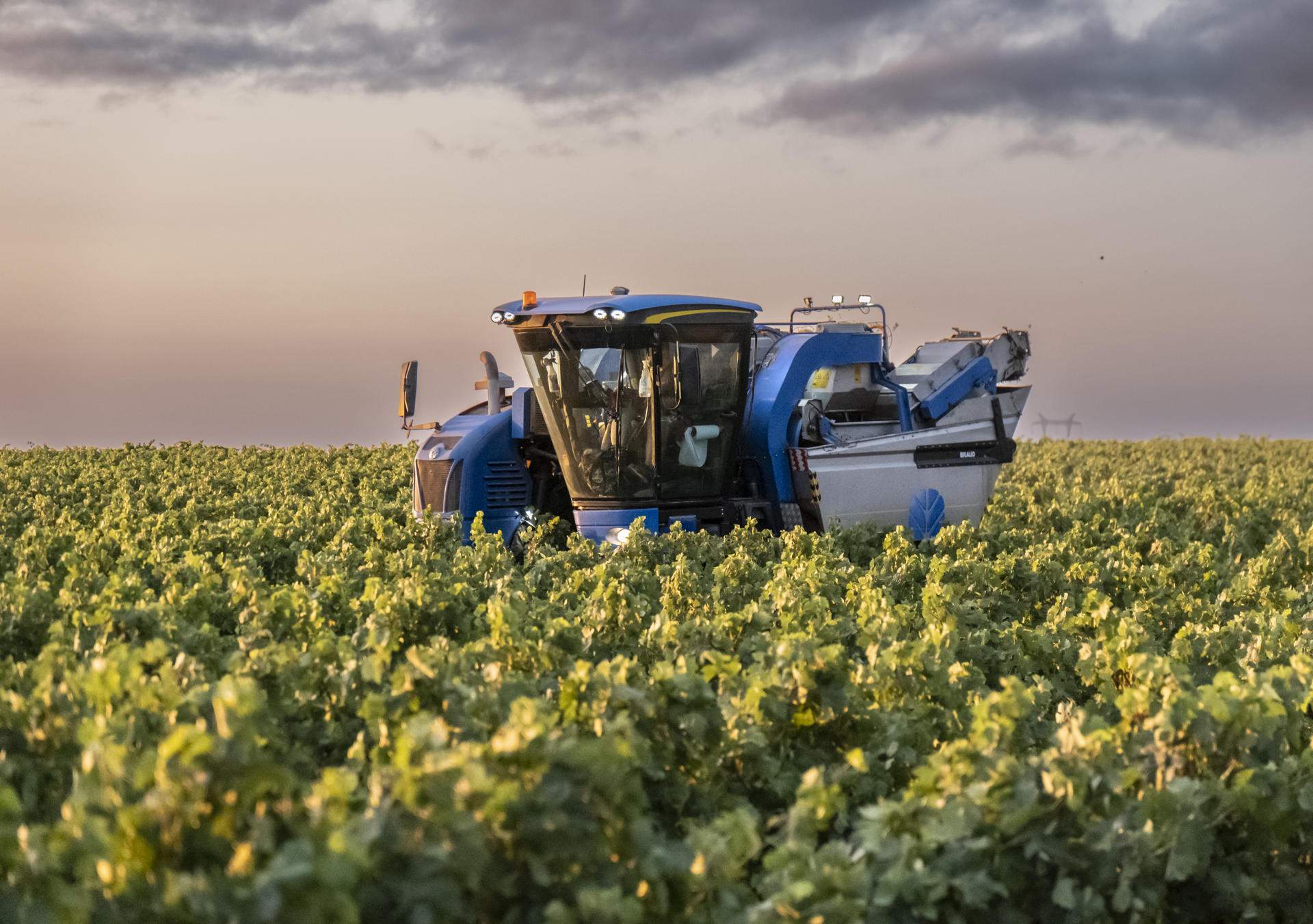 Los viticultores españoles calculan pérdidas de 1.500 millones por el bajo precio de la uva