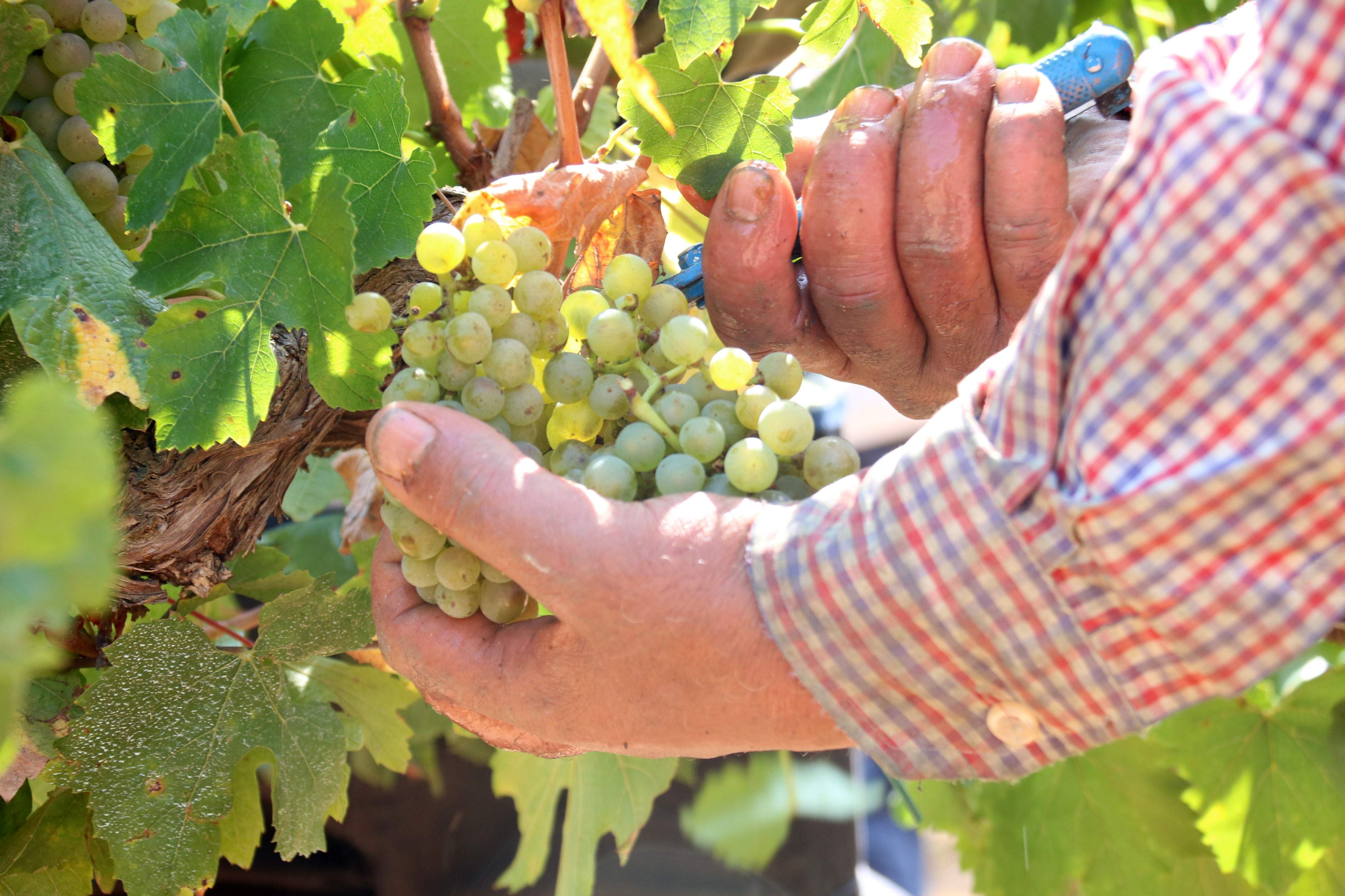 La verema caurà un 40% de mitjana arreu de Catalunya a causa de la sequera