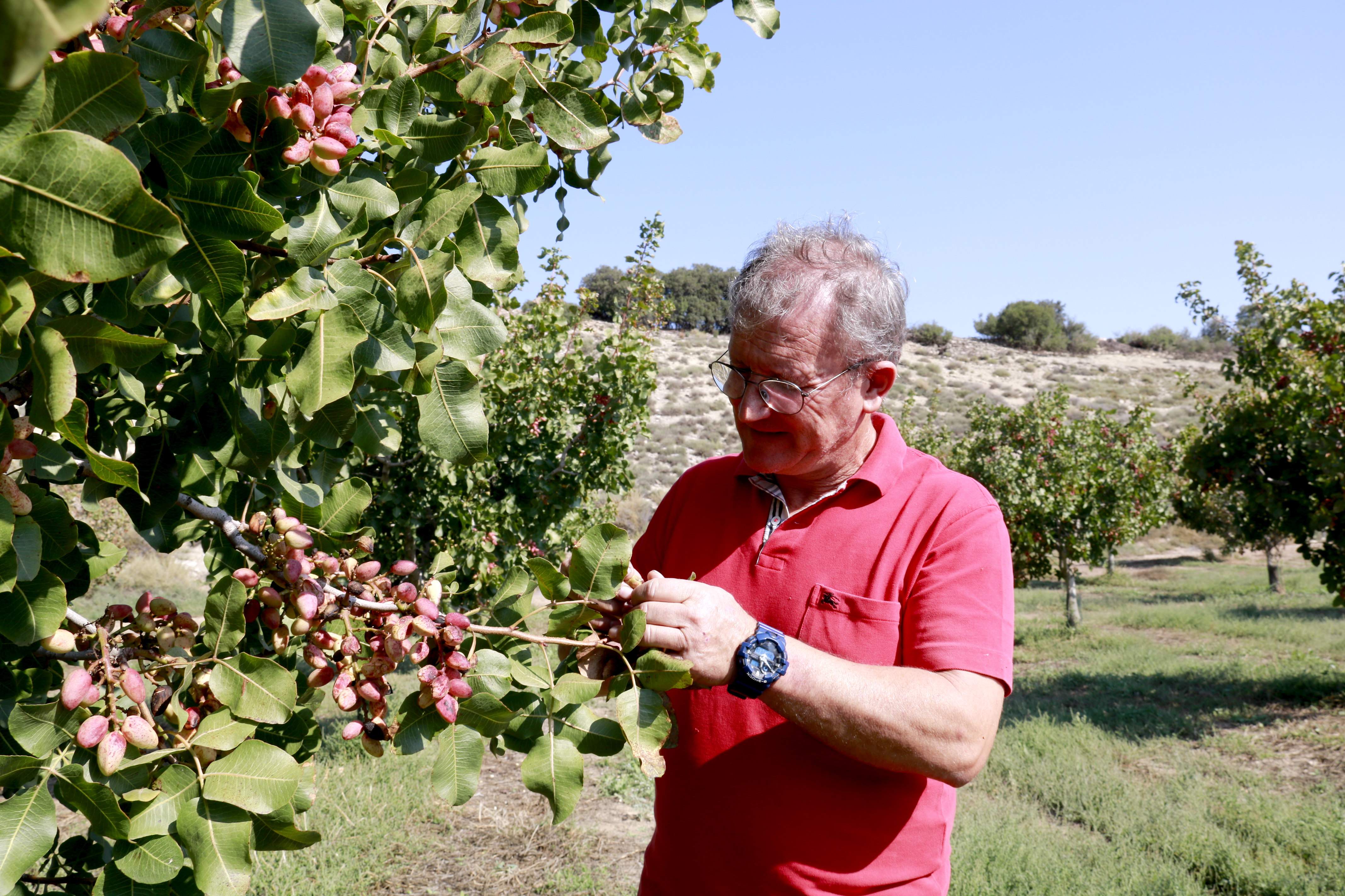 Unos 70 payeses que cultivan 500 hectáreas de pistacho rompen con Borges y se van a Aragón