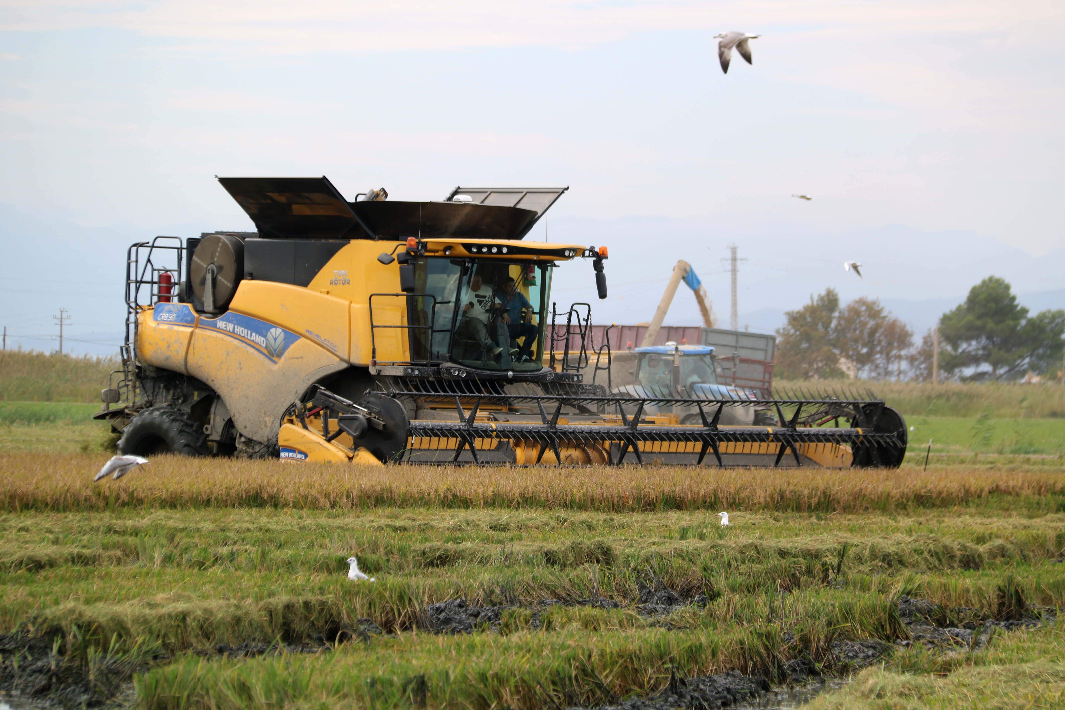 Arrozales Delta del Ebro. ACN