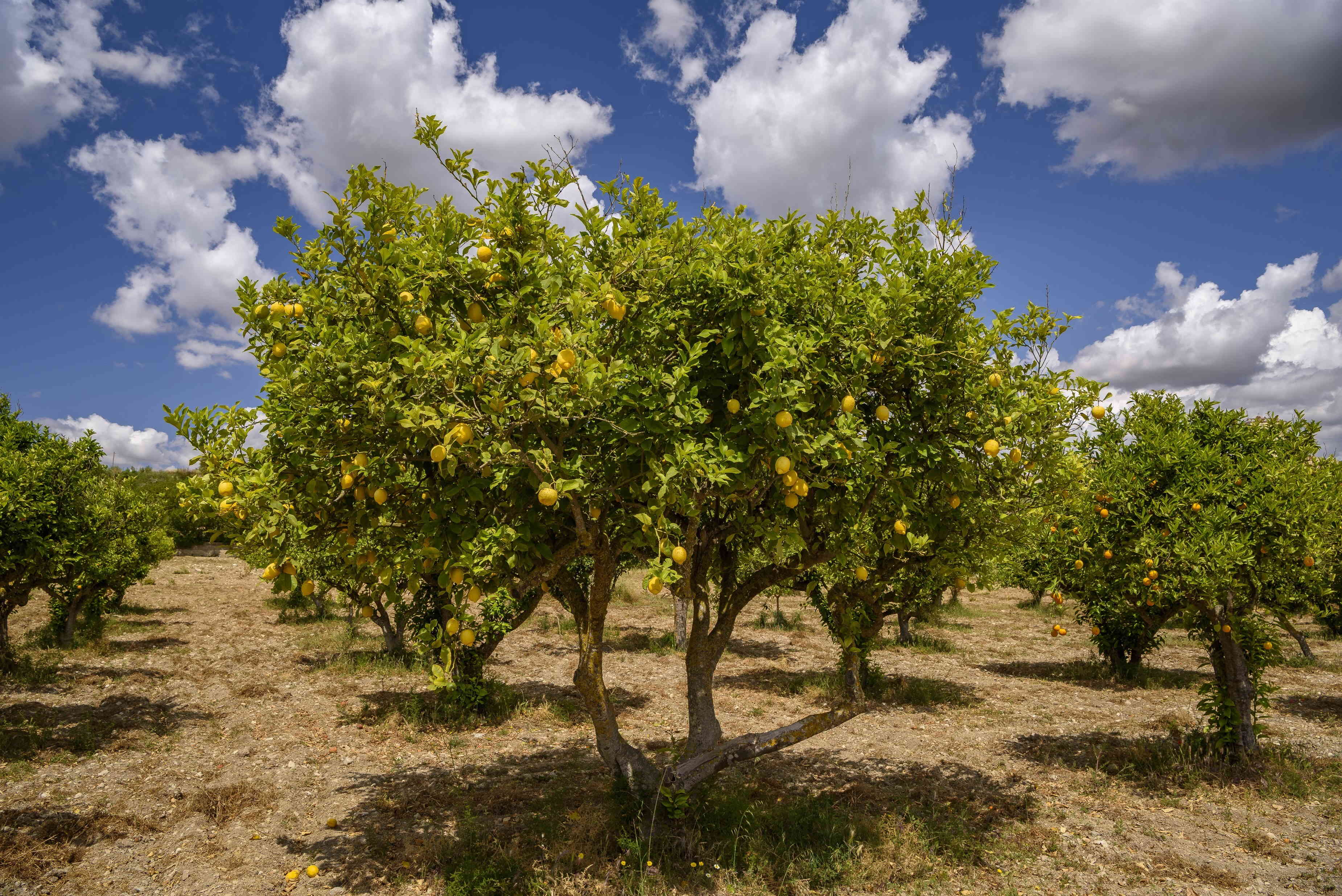 Limoneros. EP