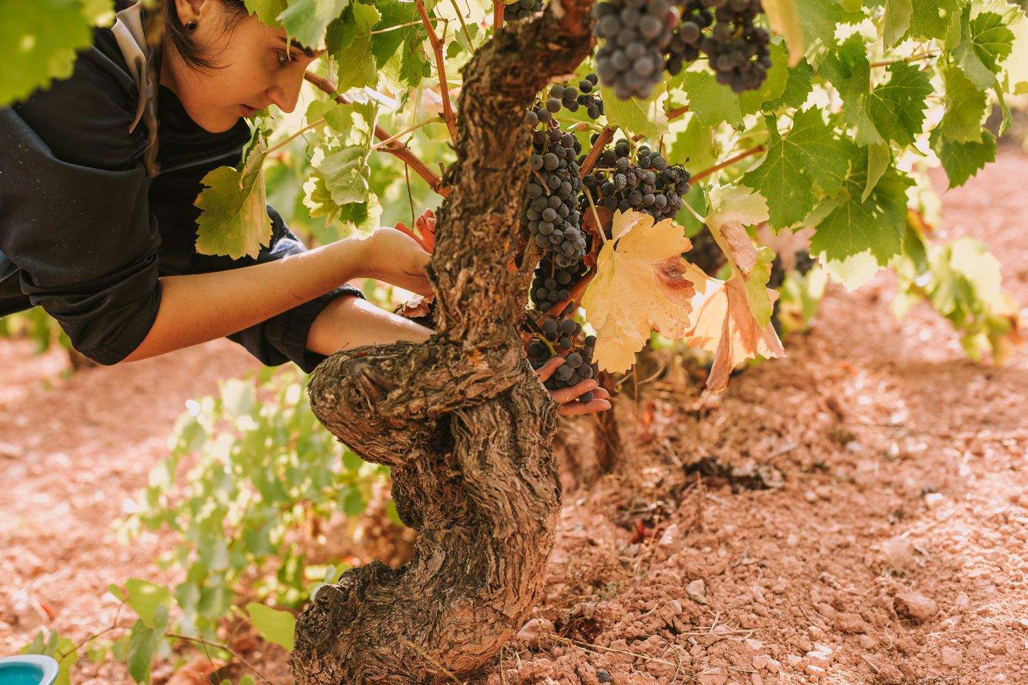 Grito de alerta de los viticultores catalanes: será "muy complicado" vender vino en EE.UU.