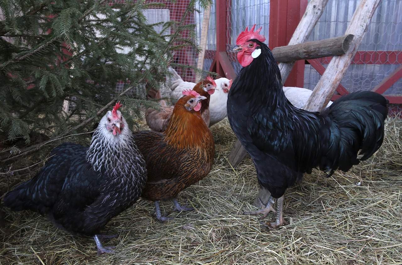 La multa que te puede caer por tener gallinas sin registrar para obtener huevos de autoconsumo