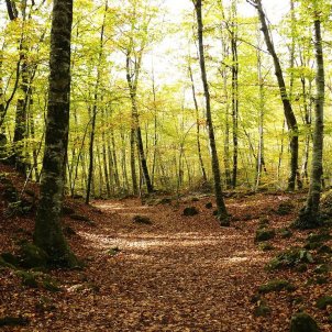 la fageda d'en jordà