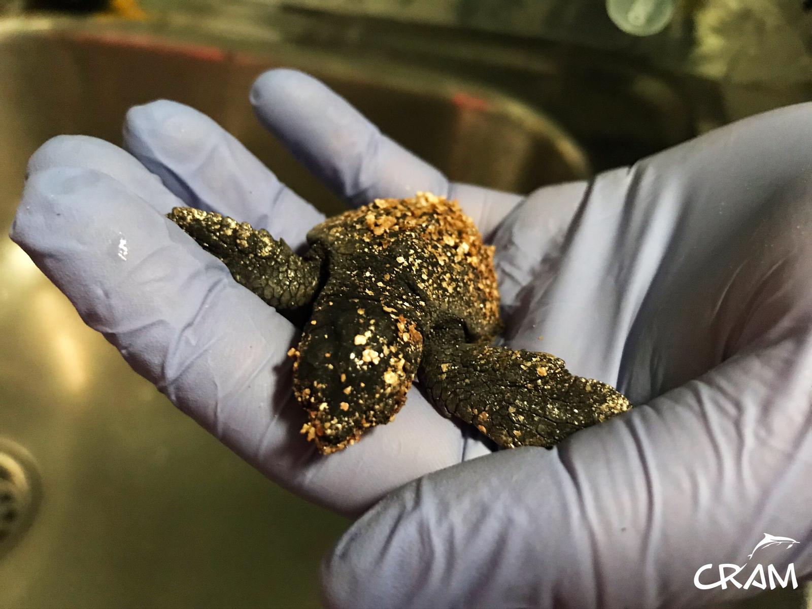 ¿Por qué nacen por primera vez tortugas bobas en Barcelona?