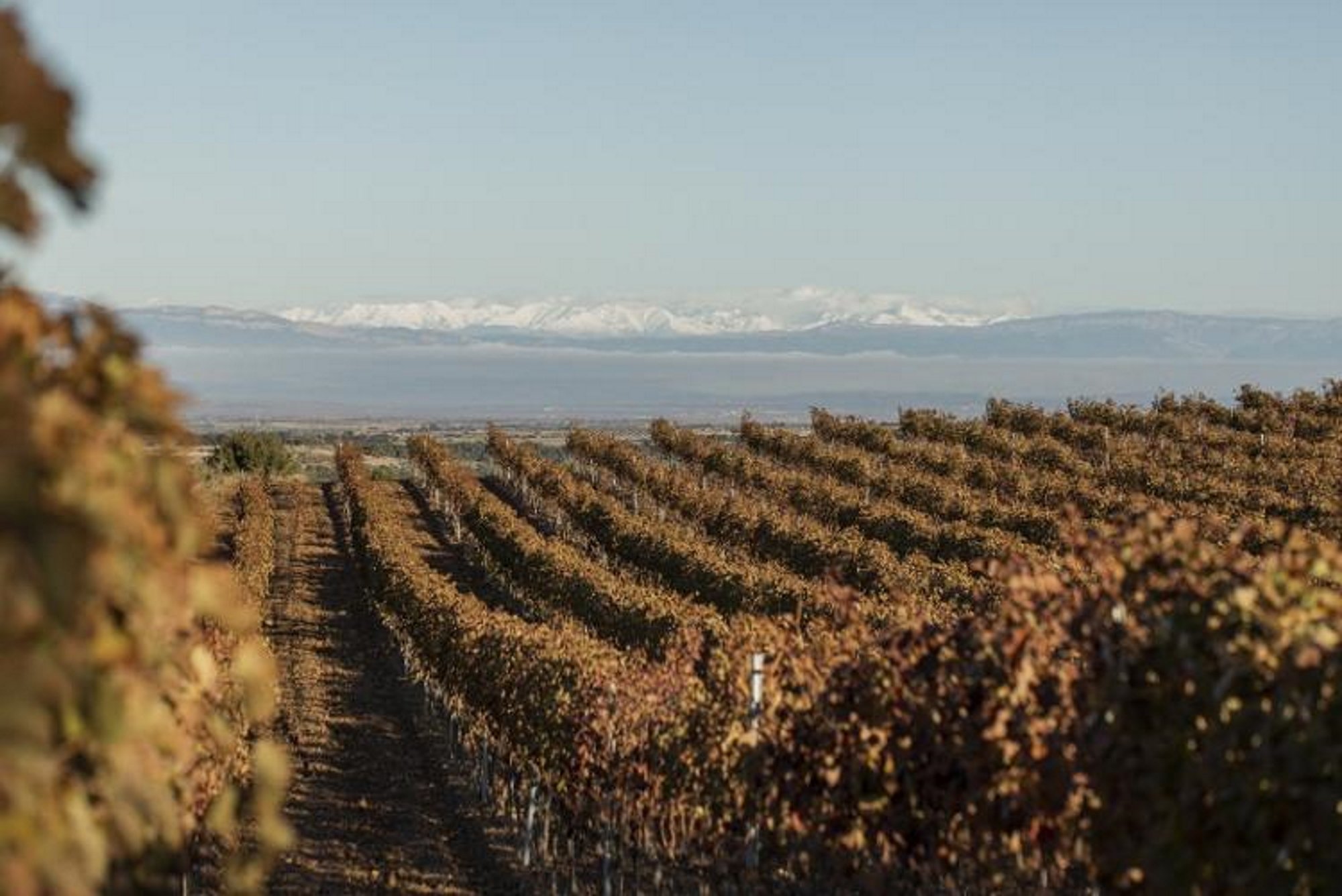 DO Costers del Segre: la calidad de las viñas que nacen arraigadas en tierras leridanas