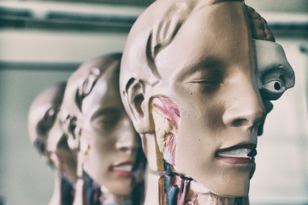 anatomia unsplash anatomia unsplash