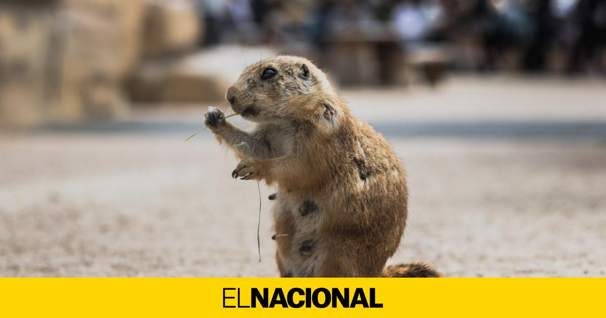 Muere la marmota que predice el fin del invierno horas antes del Día de