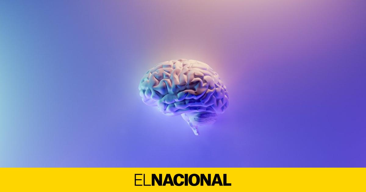 Pascual Maragall Foundation creates mini-brains with stem cells for Alzheimer’s research