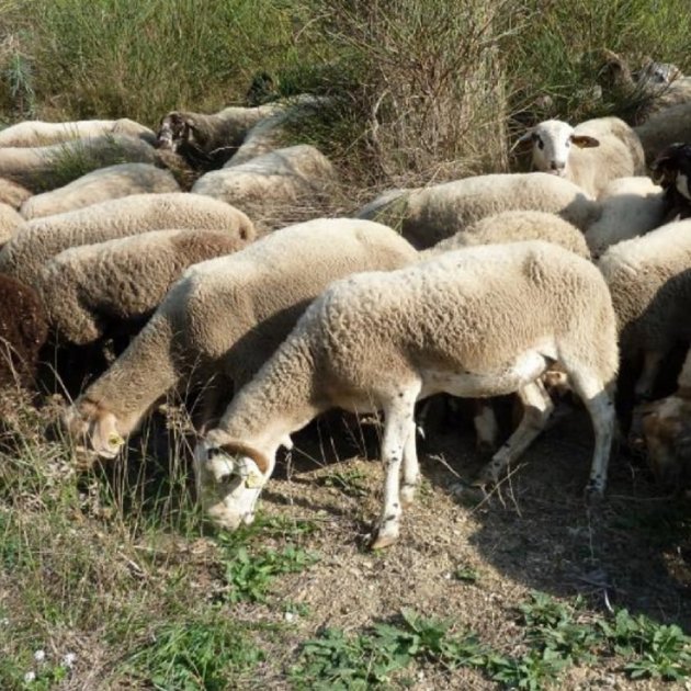Ovejas y cabras pastando en Barcelona: berridos y cencerros contra