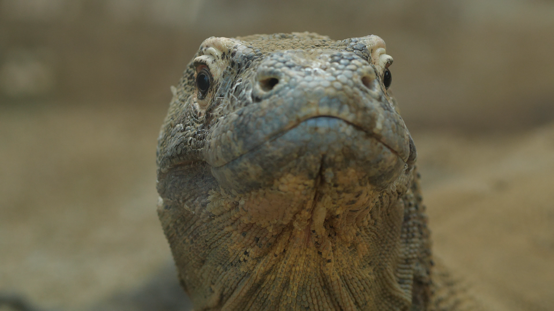 Experiencia inmersiva con dragones de Komodo en el Zoo de Barcelona