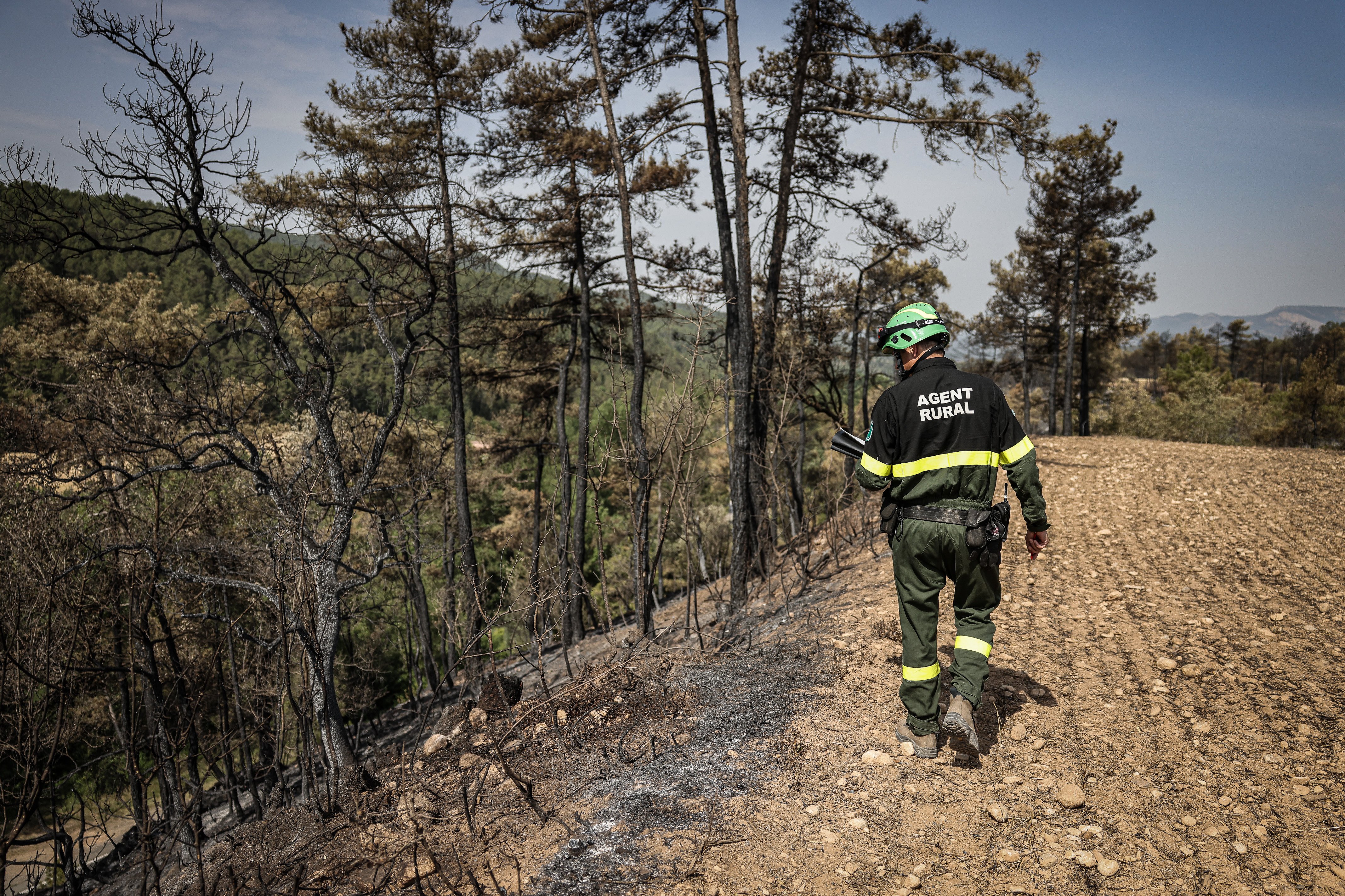 Pins morts i sureres decaigudes: 66.500 hectàrees de bosc afectades per la sequera a Catalunya
