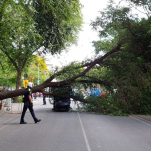 Vuelve a caer un árbol en Barcelona: un hecho que se está convirtiendo en  habitual