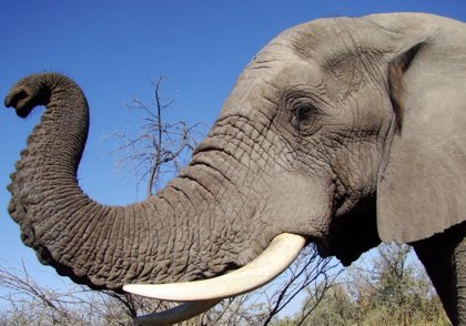 Elefante