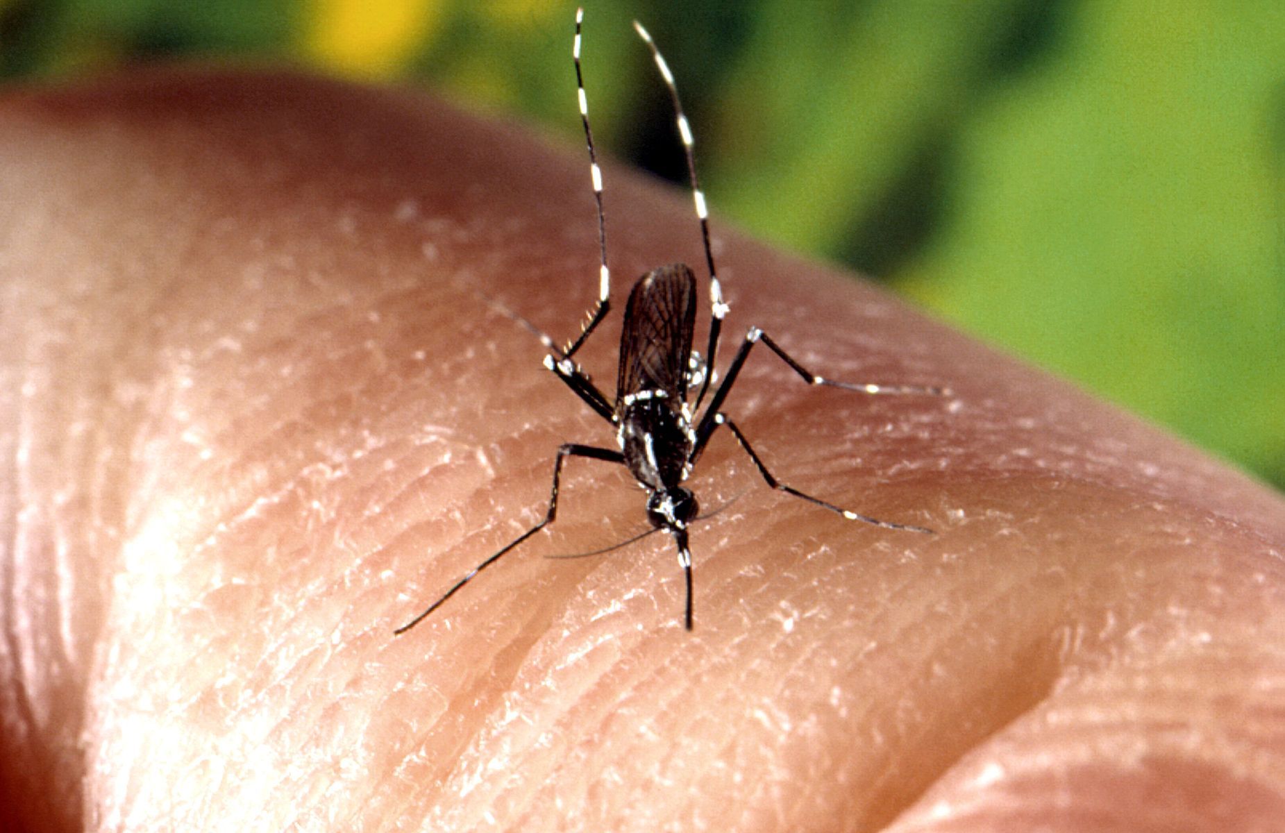 Alerta europea per l'increment continuat de malalties transmeses per mosquits