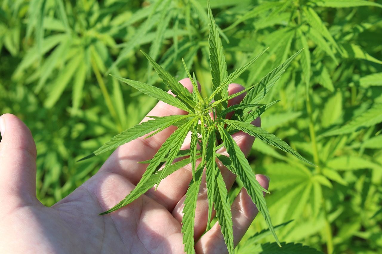 Sanidad regula el uso del cannabis con finalidades terapéuticas