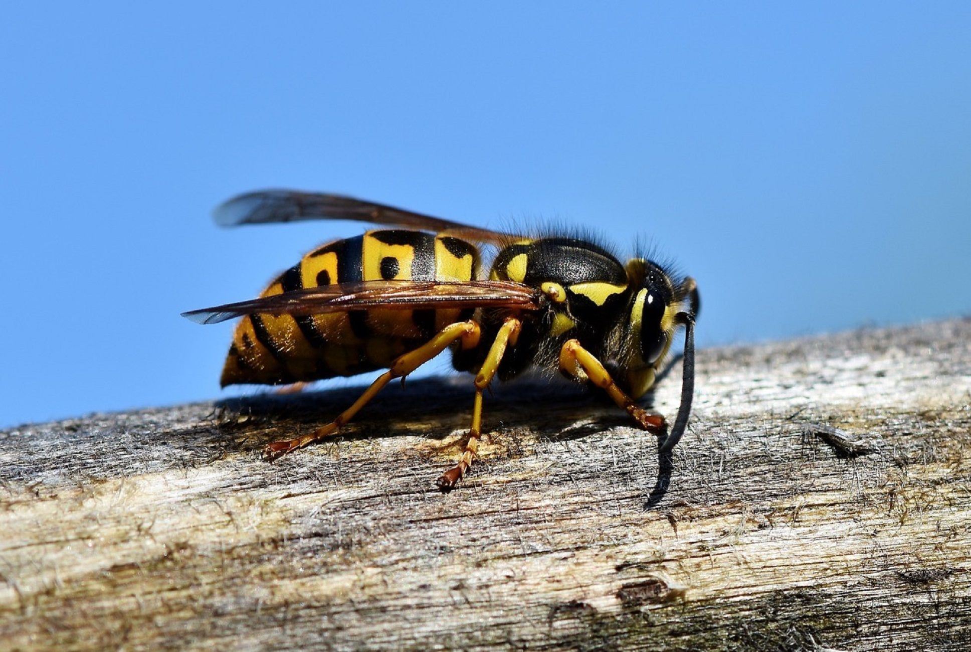 La OCU adverteix de l'amenaça de la vespa asiàtica i proporciona les claus per a la seva identificació