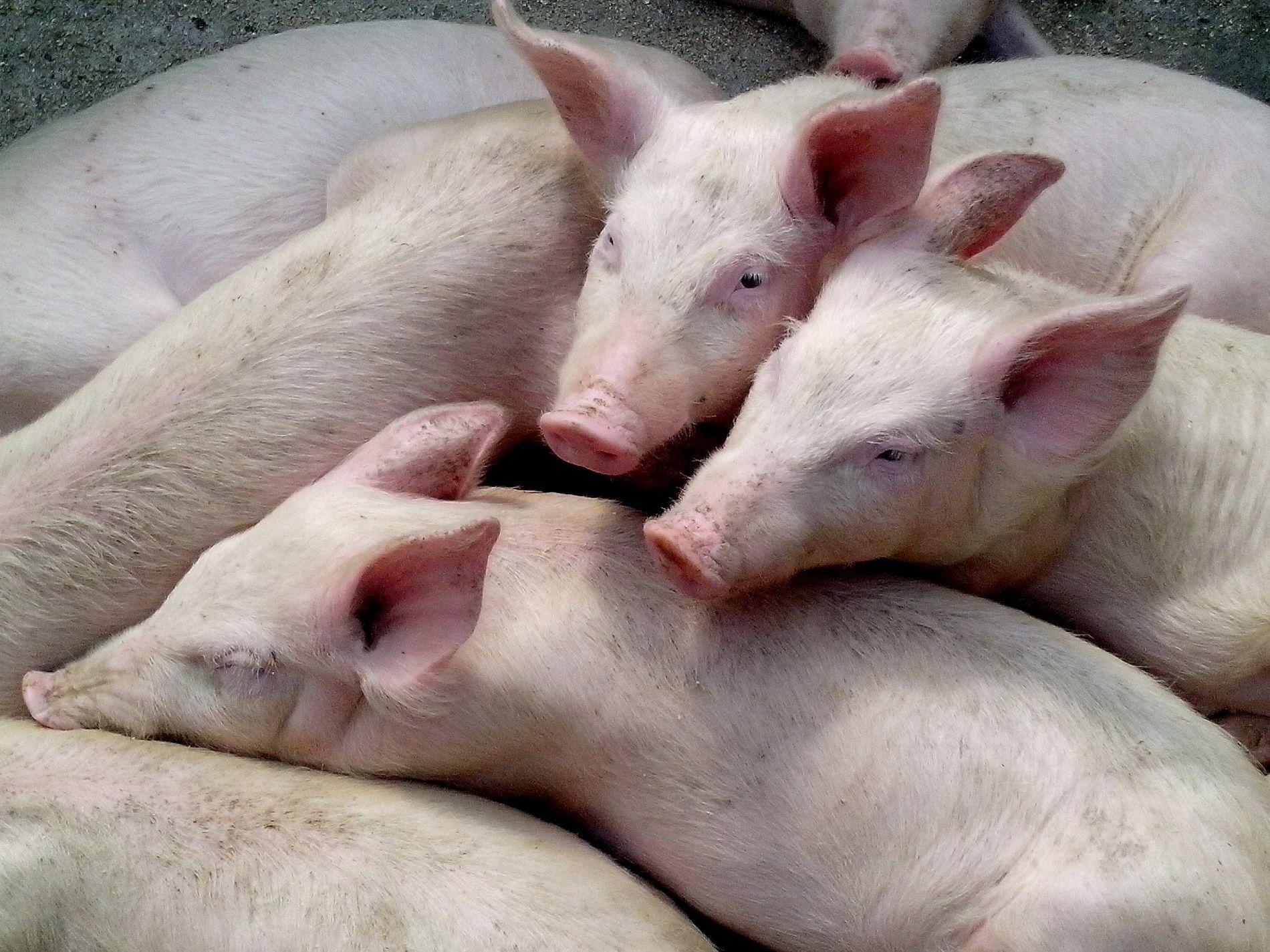 La Xina importarà més carn de porc