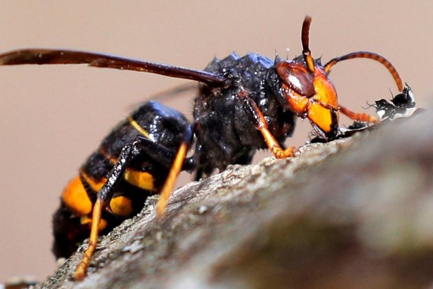 asi és la vespa velutina o asiatica l'insecte que ha fet saltar les alarmes en galicia