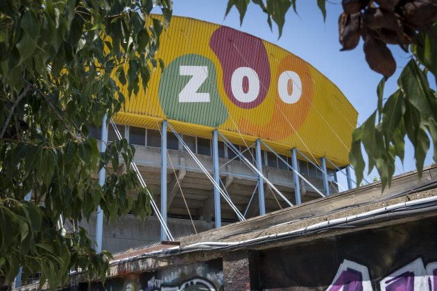 Watusi, Zoo / Foto: Carlos Baglietto