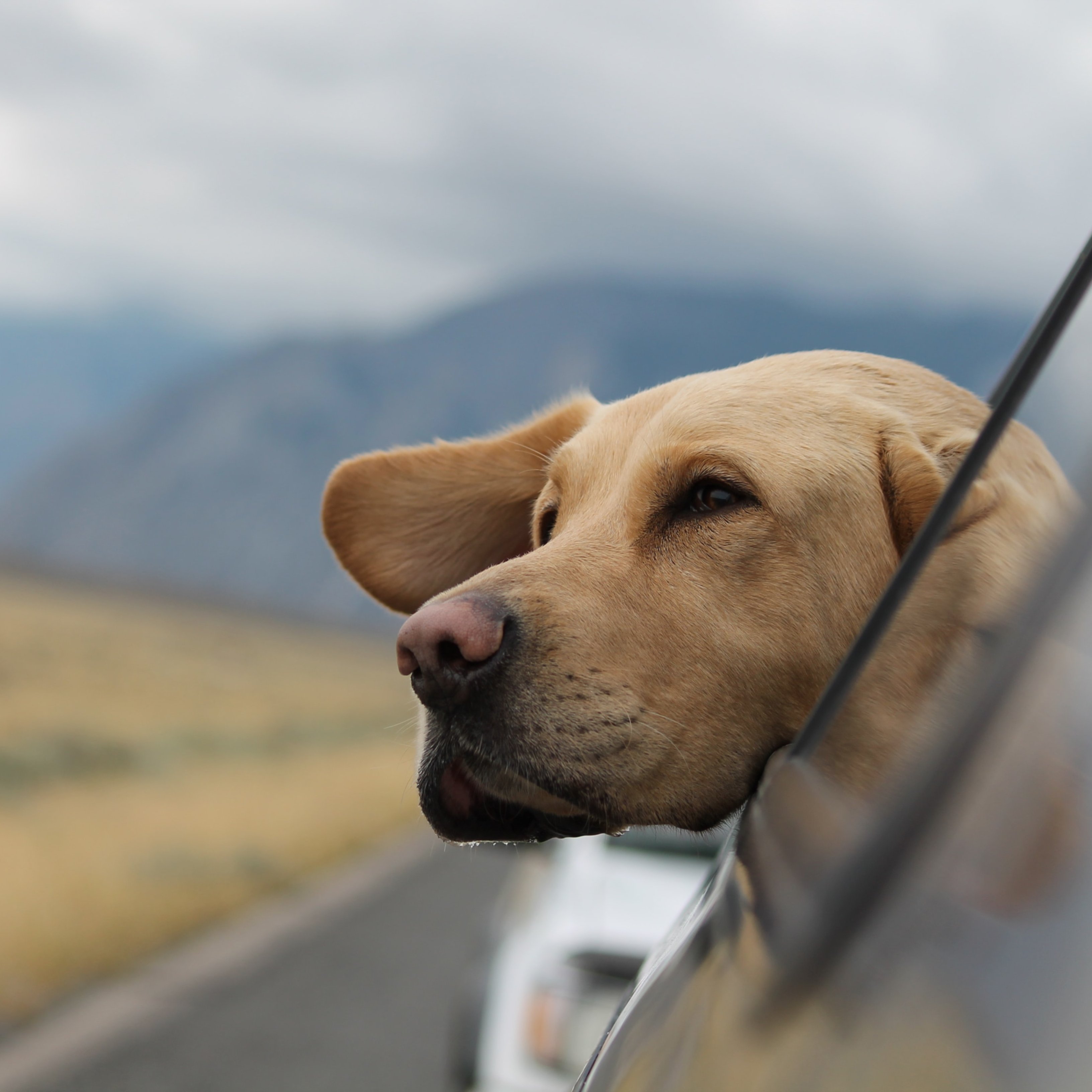 La DGT multa a los conductores que dejan a su mascota sola en el coche, ni 5 minutos