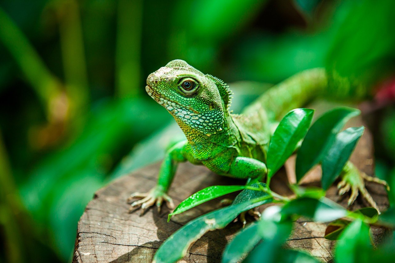 Olvida todo lo que sabes de los reptiles, nuevo descubrimiento