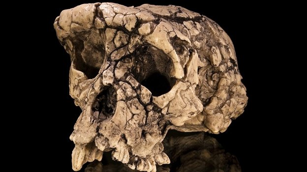 Sahelanthropus tchadensis