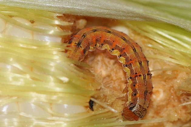 Helicoverpa zea larva