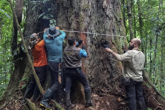 Arbre Amazonia / EFE