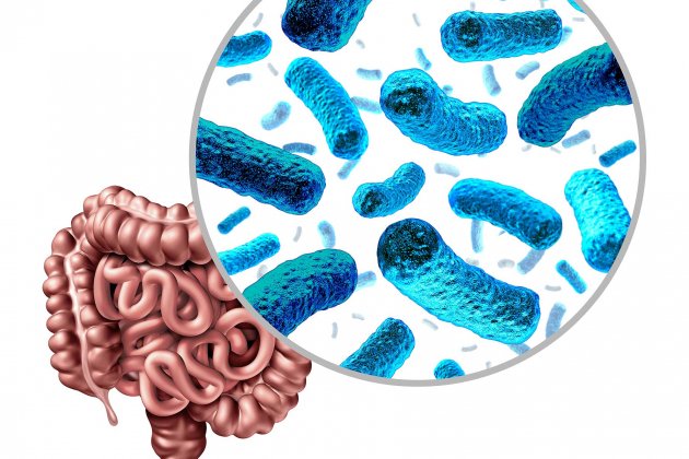 microbiota intestinal