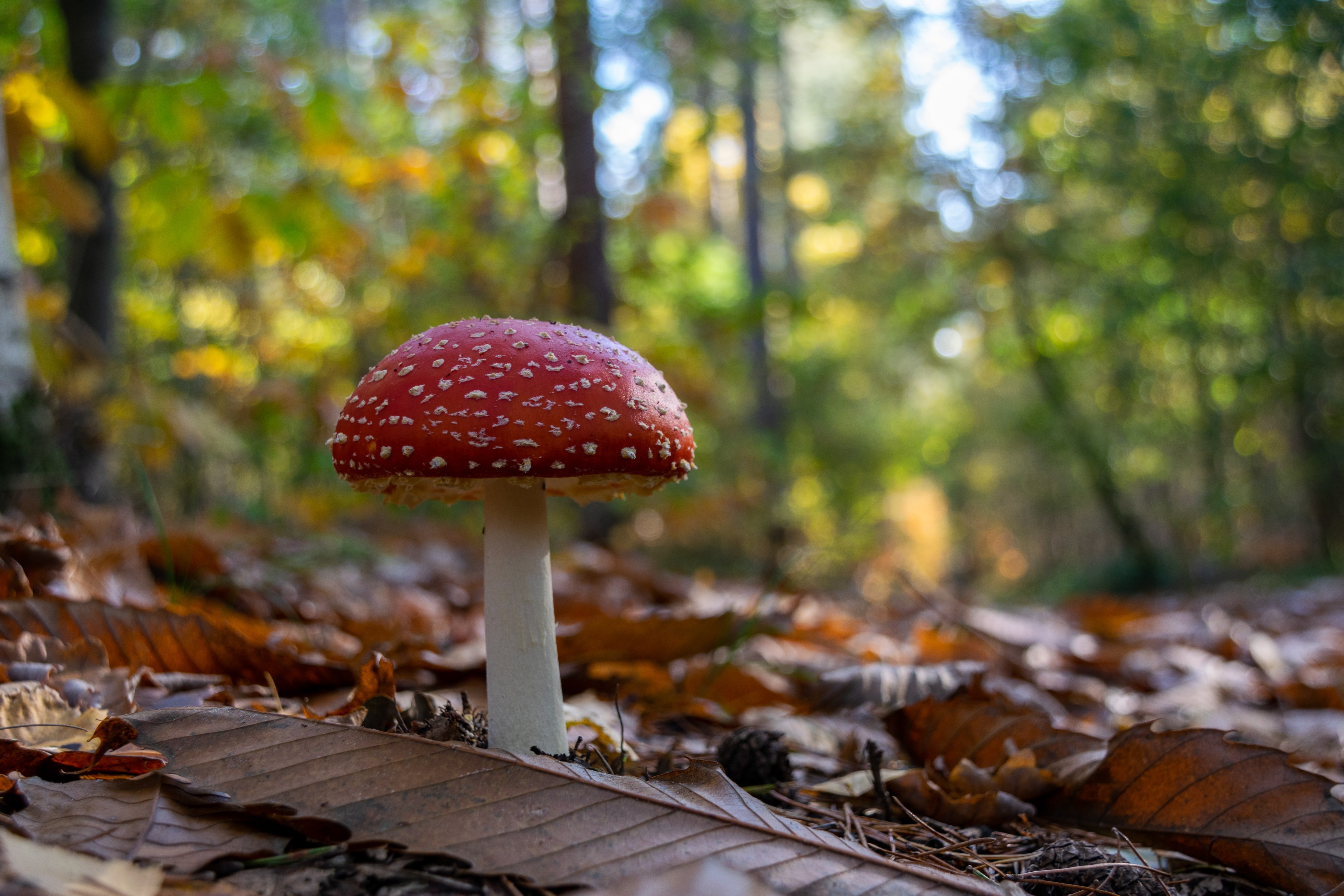 Cómo saber si una seta es comestible o venenosa: los trucos para identificarlos