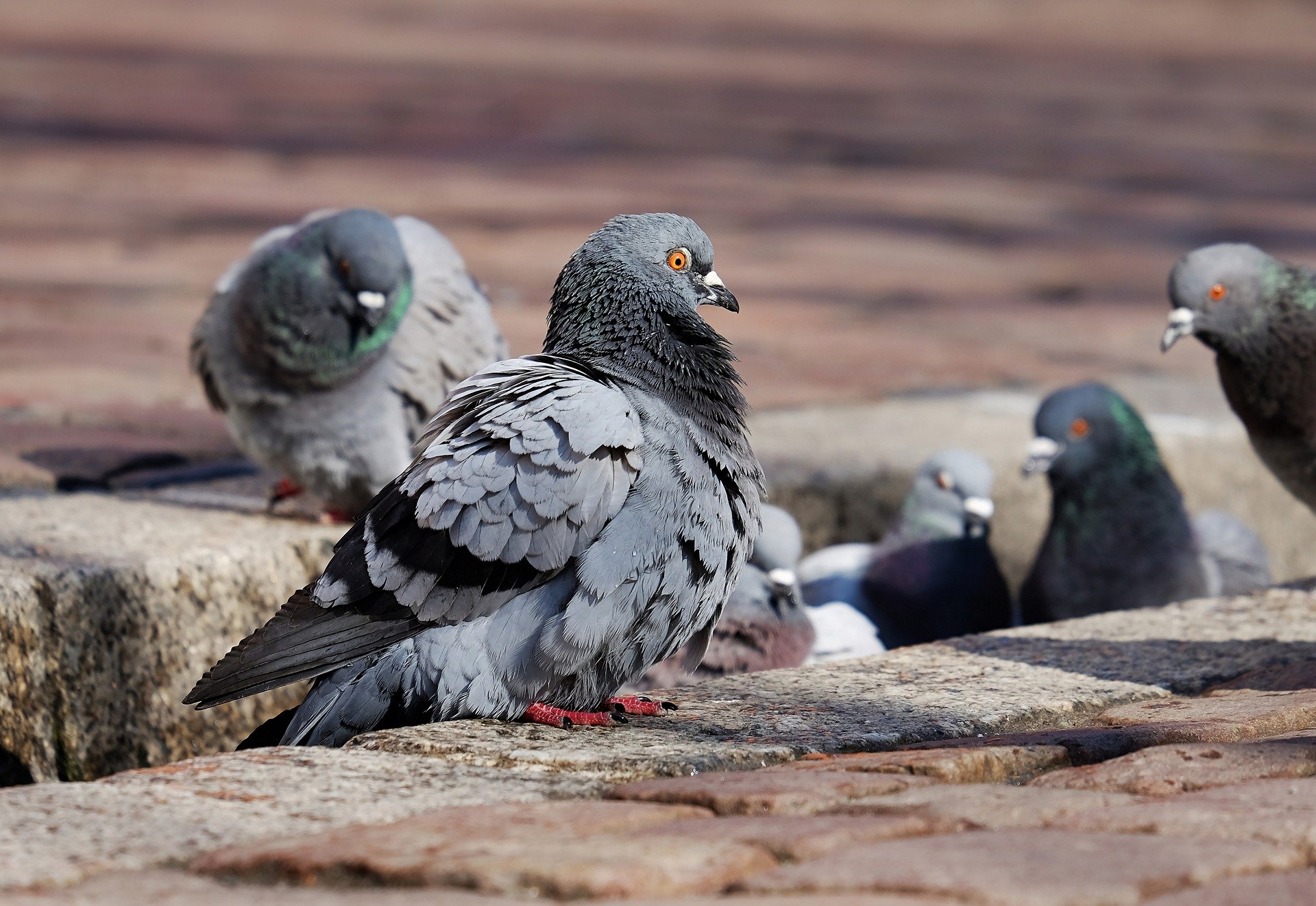 Una ciudad alemana vota a favor de exterminar las palomas rompiéndoles el cuello
