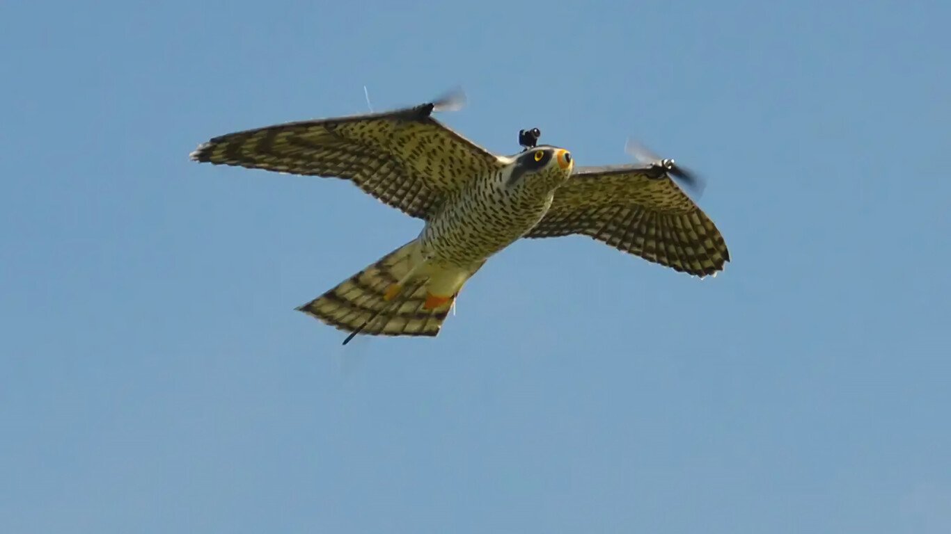 Un dron amb forma de rapaç donarà un cop de mà als falcons que treballen als aeroports